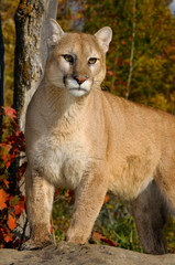 Mountain lion standing on top of a rock in an Autumn forest