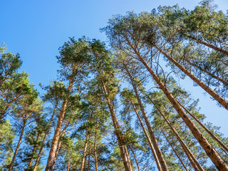 Fototapeta premium Tall pine trees stretch towards the blue sky