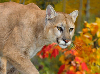 Close up of a Cougar face in an Autumn forest with red maple leaves