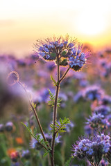Phacelia