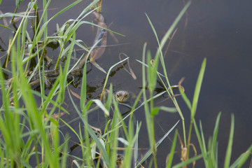 frog in the pond