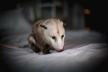 The Virginia opossum, Didelphis virginiana, on a bed