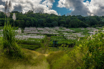 Fototapeta na wymiar A glimpse of sugar cane growing in a field in Barbados