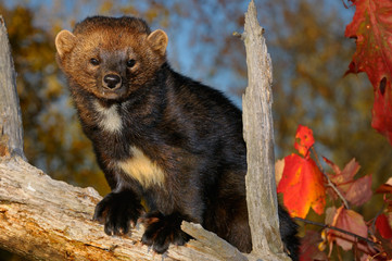 Staring North American Marten on a tree stump in the Fall showing white chest markings