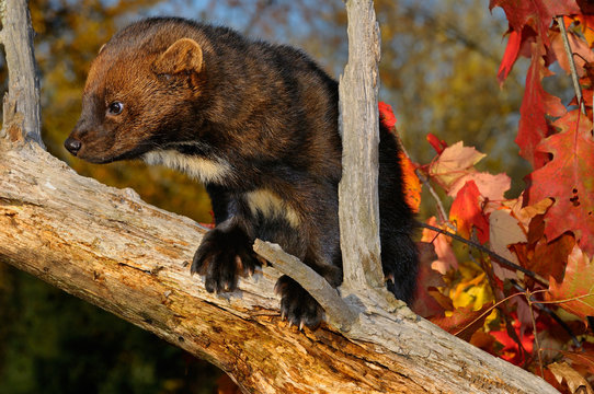 Fisher or North American Marten climbing on a dead tree stump with red leaves in the Fall