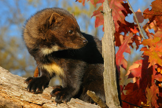 Fisher looking back showing chest markings while climbing a stump with red oak leaves in the Fall