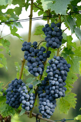 raisin en grappe sur la vigne