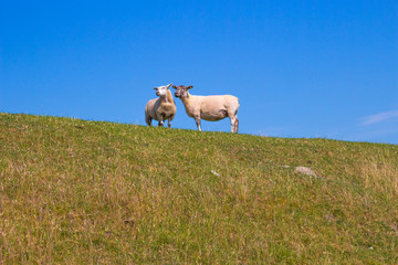 Schaf