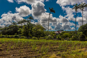 Young sugar cane plants grow on a plantation in Barbados