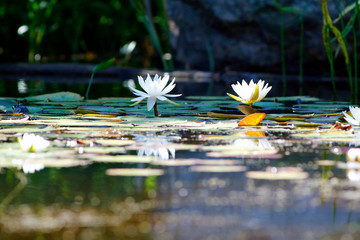 nénuphar blanc