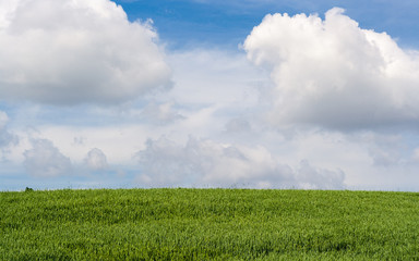 Beautiful green wheat field against the blue sky with clouds. Nature desktop wallpaper. Cultivation of cereal seeds, grain of agricultural crops. Spring, sunny landscape in Belarus.