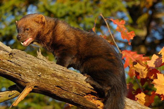 North American Marten climbing a dead tree showing teeth in an Autumn forest