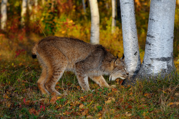 Canadian Lynx sniffing the base of birch trees in a colorful Autumn forest at sunrise