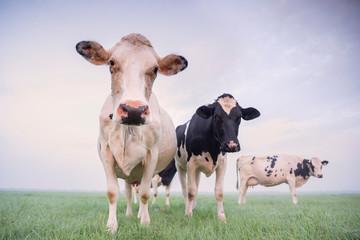 cute cows close up on pasture