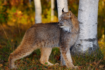 Canadian Lynx looking back in the shade of birch trees in a colorful Autumn forest at sunrise