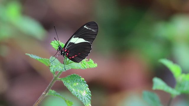 Sara longwing butterfly (Heliconius sara) perched on a green branch. at the end of the video the butterfly flies