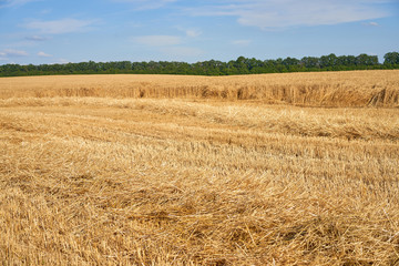 Wheat agricultural field with blue cloudy background