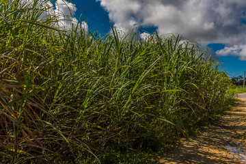 Sugar cane flourishes in the countryside in Barbados
