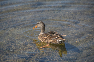 Female mallard duck closeup orange beak with orange, brown and grey feathers swimming in shallow water