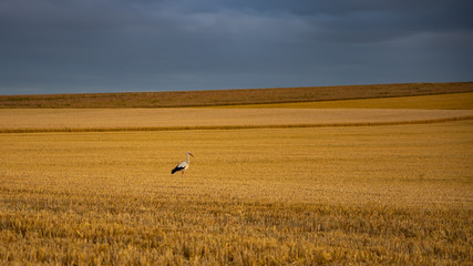 Obraz premium stork on a golden wheat field in summer at harvest