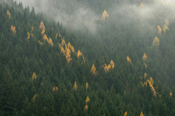 Fototapety  Mglisty Las w Południowym Tyrolu, Włochy