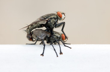 A pair of houseflies copulate on a white railing, macro view. Couple of flies is mating, close up. Insect reproduction outdoors.
