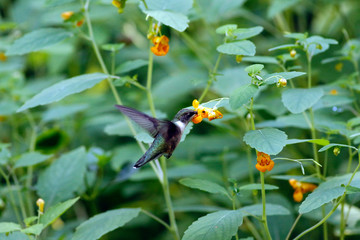 colibri à gorge rubis