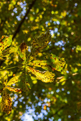 Chestnut tree leaf photographed from below. The background is beautiful bokeh and a blue sky shines through.