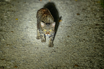 a cat in the light of a torch