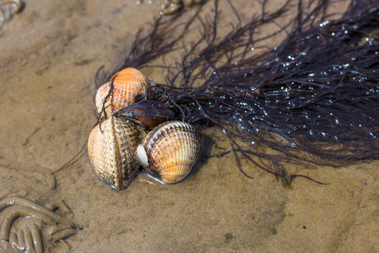 Muscheln
