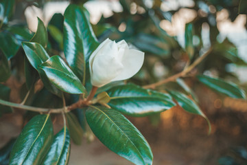 white magnolia flower