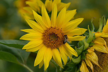 Sonnenblume mit Biene 1