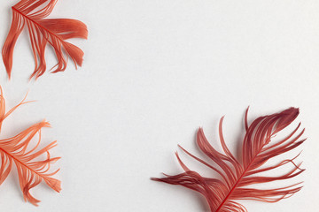 Beautiful red bird feathers on pastel background. Flat lay with copy space