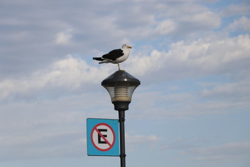 Seagull perched on lamp post