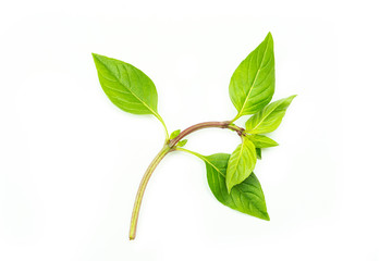 Green basil leaves on a white background. High quality photo