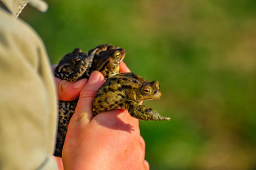 edible frogs held in hands