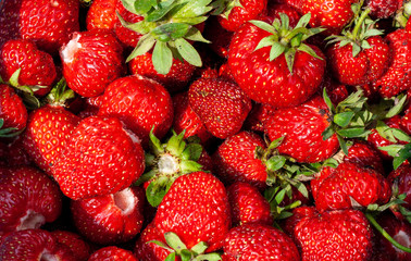 Freshly picked strawberries. Strawberry. Food background. Red ripe strawberry background. Close-up, top view. Strawberry texture macro shot. Beautiful berry, healthy food.
