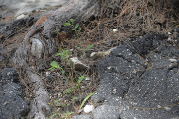 Fototapeta premium dry roots, a little leaves and broken asphalt