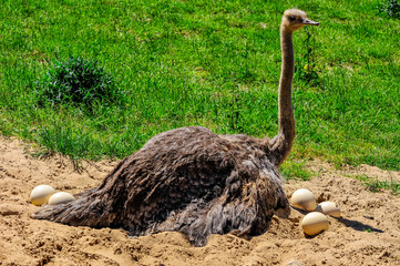 An ostrich protecting its eggs laid in sand
