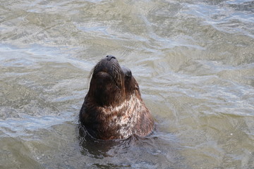 Sea wolves adapted to life in the port because of the easy food