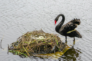 the black swan female looks at the eggs at her nest © Zigmunds