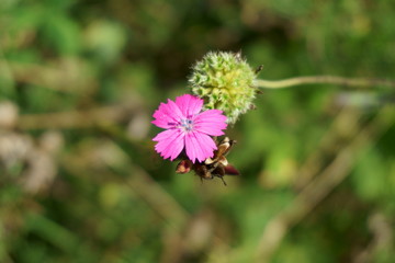 Beautiful dianthus with green natural meadow background