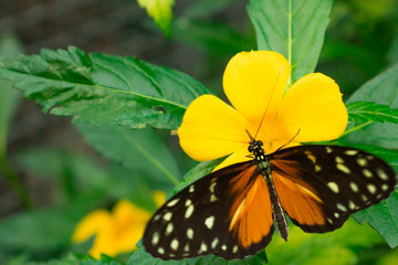 Orange butterfly on landed flower