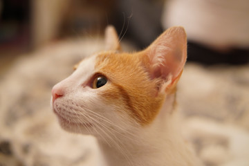 Gato blanco y dorado con nariz osada de perfil © FernandoL