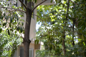 close up in a tree, a building behind and some leaves