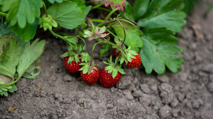 Many strawberries bush where red berry lies on ground. Growing strawberries in garden, strawberry bush with berries.  Macro Closeup. Strawberry plant. Strawberry bush. Strawberries in growth at garden