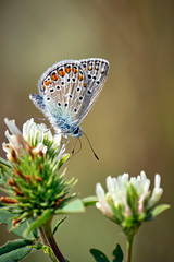 Hauhechel - Bläuling ( Polyommatus icarus ).
