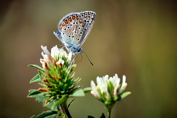 Hauhechel - Bläuling ( Polyommatus icarus ).