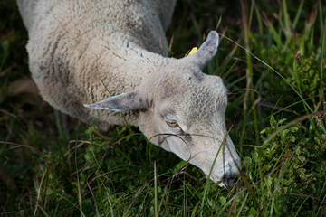 Naklejka na ściany i meble Portrait of sheep grazing in a meadow
