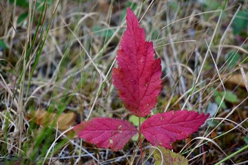red leaf on a grass